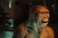 Une reconstitution plausible de l'Australopithecus afarensis nommée Lucy. L'hominine, qui ne faisait pas partie de la lignée humaine, était haute d'environ 1 m 10 et devait peser une vingtaine de kilogrammes. © Carlos Lorenzo, Flickr, CC by-nc-nd 3.0