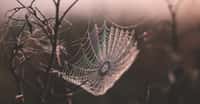 La soie d’araignée est réputée être le matériau biosourcé le plus résistant à la rupture en traction. Des chercheurs suédois pourraient bien faire mentir cette réputation. © freestocks.org, Unsplash