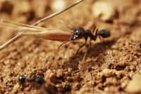 Voici Messor barbarus, la fourmi moissonneuse qui pourrait restaurer les prairies desséchées de la plaine de la Crau. © Renaud Jaunatre, CNRS et Institut méditerranéen de biodiversité et d'écologie marine et continentale