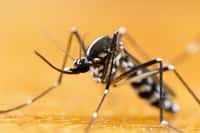 Le moustique-tigre (Aedes albopictus) est reconnaissable aux bandes blanches qui strient ses pattes. © Gordzam, Adobe Stock