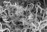 Un exemple de nanofibres de carbone obtenues par les chimistes grâce au processus STEP (Solar Thermal Electrochemical Process). © Stuart Licht
