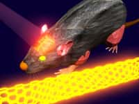 Cette illustration montre que des nanotubes de carbone, une fois injectés dans une souris, peuvent devenir fluorescents sous l'action de la lumière dans le proche infrarouge. De cette façon, on peut visualiser la vascularisation du cerveau et suivre le débit sanguin cérébral. © Dai Lab