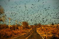 Selon cette étude, les oiseaux téméraires sont capables d'estimer la vitesse moyenne des véhicules sur une route et de s'envoler à temps pour ne pas se faire écraser par les voitures... dans le principe en tout cas. © Brian, Flickr, cc by nc sa 2.0