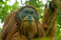 Des entreprises chinoises se sont lancées dans la construction d’un barrage et d’une centrale hydroélectrique dans le nord de Sumatra, en plein milieu de l’habitat naturel des orangs-outans de Tapanuli, une espèce rare décrite en 2017. © Tim Laman, Wikimedia Commons, CC By 4.0