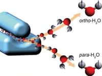 Dans une expérience réalisée&nbsp;en Allemagne, un groupe de physiciens a réussi à séparer en deux faisceaux moléculaires les molécules d’eau de type ortho et para&nbsp;ordinairement mélangées dans l’eau. Ce schéma montre les molécules d’eau ortho avec les spins des protons (sous forme de flèches) des atomes d’hydrogène (gris) orientés tous en haut, alors que ceux des molécules para sont orientés dans des directions opposées. Les atomes d’oxygène sont en rouge. © D. A. Horke, CFEL, DESY