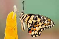 Friend of the Earth a lancé une campagne de recensement des papillons dans le monde qui requiert seulement de prendre une photographie des papillons que l'on croise et de l'envoyer, ainsi que ses coordonnées GPS, à un numéro WhatsApp. © Lubomyr, Adobe Stock