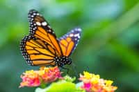 Le papillon monarque pond ses œufs sur des asclépiades. Des plantes dont la chenille, sortant de l'œuf, consomme les feuilles. Elle accumule ainsi les cardénolides présents dans les asclépiades, qui sont toxiques pour ses prédateurs. © Sodel Vladyslav, Adobe Stock