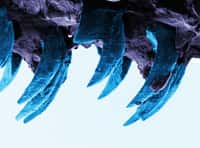 Cette image en fausses couleurs montrent les dents des patelles, des gastéropodes communs se nourrissant d'algues et vivant fixés sur les rochers périodiquement découverts par les marées. Elle a été prise avec un microscope électronique. © University of Portsmouth