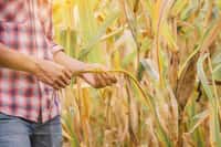 Les agriculteurs devront s'adapter au changement climatique également. © Panumas, Adobe Stock