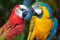 Savez-vous que les perroquets rougissent quand ils sont émus ? © mirecca, Adobe Stock