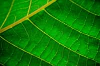 La capacité des cellules végétales à convertir l'énergie solaire en énergie chimique pour faire de la photosynthèse dépasse encore largement celle des cellules photovoltaïques à produire de l'électricité. © Anderson Mancini, CC by 2.0