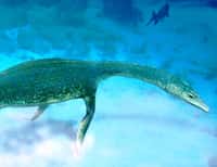 Le Nothosaurus, signifiant lézard mixte, a donné son nom à la famille des Nothosauridés qui regroupe des espèces semi-aquatiques ayant vécu pendant le Trias, de -250 à -210 millions d'années environ. Ils pouvaient atteindre trois mètres de longueur, avec un long cou, une longue queue aplatie, de courtes pattes palmées et une douzaine de dents pointues qui s'imbriquaient les unes dans les autres. On voit ici une représentation d'artiste d'un de ces Nothosauridés, un Lariosaurus. © Adrian Choo