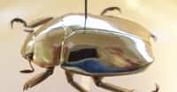 Le Chrysina resplendens, alias scarabée doré, constitue un témoin vivant de la beauté et de la complexité de la nature. © Notafluy, Wipimedia Commons, CC by-SA 3.0 Unported