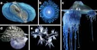 Sur ces images, des organismes neustoniques qui ont été trouvés dans le vortex de déchets. (a) Velella sp. (b) Porpita sp. (c) Physalia sp.&nbsp;(d) Janthina sp. (e) Glaucus sp.&nbsp;© Denis Riek