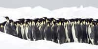 L'opération Penguin Watch vous invite à dénombrer les manchots de différentes colonies de l'hémisphère sud, par espèce, photographiées chaque jour depuis plusieurs années. © BMJ, shutterstock.com