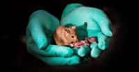 Des chercheurs chinois ont produit des souris à partir de deux mères. Des souris qui ont vécu toute une vie et qui ont même, comme celle que l’on voit ici, été capables de donner naissance à une nouvelle génération de souris. © Leyun Wang, l’Académie des sciences chinoise