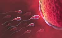 La course des spermatozoïdes inclut parfois du « poison ». ©&nbsp;Siarhei, Adobe Stock
