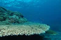 Les récifs coralliens comptent parmi les écosystèmes de la planète les plus diversifiés d’un point de vue biologique. L'acidification et le réchaufement de l'océan, ainsi que les pollutions locales, provoquent leur régression depuis plusieurs décennies. © Albert Kok, Wikipedia Commons