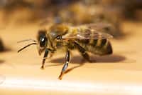 Les recherches sur l’intelligence des abeilles montrent l’aptitude de ces insectes à résoudre des tâches de discriminations complexes. Ici Apis mellifera ou abeille noire. © melliifica.be, CC by-nc-nd