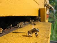 Les gardiennes postées à l’entrée de la ruche assurent la défense de la colonie, une des tâches les plus importantes. © Waugsberg, Wikimedia Commons, CC BY-SA 3.0