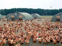 La grippe aviaire peut être hautement pathogène chez les oiseaux d'élevage. © Jibi44, Wikimedia Commons,&nbsp;CC by-sa 3.0