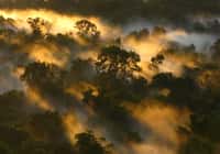 Canopée de la forêt amazonienne à l’aube, au Brésil. © Peter van der Sleen