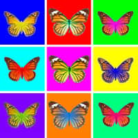 Les papillons comme le monarque contiennent dans leur ADN des gènes provenant des guêpes qui les parasitent et constituent en quelque sorte des OGM produits naturellement par les virus de ces guêpes. Un phénomène représenté symboliquement ici par les couleurs fluorescentes surimposées sur les papillons. © IRBI-CNRS, Corentin Drezen