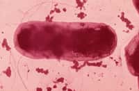 Escherichia Coli est une entérobactérie, un hôte normal du tube digestif dont certaines formes sont pathogènes. Grâce au microbiote, les cellules intestinales peuvent stocker du fer et réguler son transfert vers l'organisme. © Inserm
