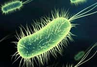 Les chercheurs ont programmé des bactéries pour détecter des molécules particulières. © AJ Cann, Flickr, microbiologybytes.com, cc by sa 2.0