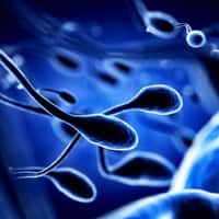 L’infertilité masculine pourrait en partie être résolue grâce à cette découverte française. © Joshua Resnick, Shutterstock.com