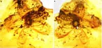 Cette fleur piégée dans de l'ambre a environ 35 millions d'années. Il s'agit du plus grand spécimen d'inclusion florale découvert à ce jour © Sadowski et al. 2023, Scientific Reports, CC BY 4.0
