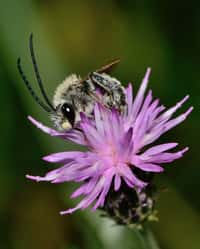 Abeille du genre Eucera. Des centaines de cocons fossilisés datant de 3 000 ans ont été retrouvées au Portugal. © Gideon Pisanty, Wikimedia Commons, CC by 3.0