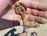 Les triops sont des crustacés très primitifs qui possèdent une étonnante capacité de survie en milieu aride. © Lauren D, inaturalist.org, CC by-nc 4.0