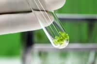 Les cellules végétales seraient habitées par des bactéries. © Swapan, Adobe Stock