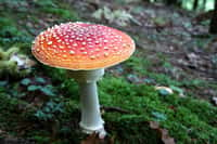 En général, les champignons et les végétaux sont vénéneux et les animaux venimeux. Ici, un champignon vénéneux : l’amanite tue-mouches, coiffé de son emblématique chapeau rouge à pois blancs. © PxHere