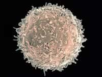 Illustration en 3D d'un lymphocyte T. © NIH
