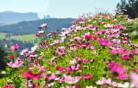 Les plus beaux champs de fleurs dans le monde. © ON-Photography, Adobe Stock