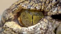 Surprenez-vous avec ces fascinants regards d'animaux
