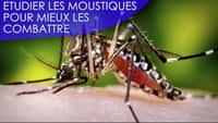 Interview : la lutte contre les moustiques est-elle sans fin ?