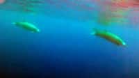 Première vidéo d'une baleine à bec de True, un cétacé méconnu