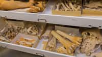 Les os, ces objets clés des fouilles archéologiques