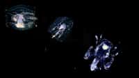 Chroniques du plancton : le phronime, un étrange crustacé