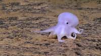 Cette étrange pieuvre des abysses ressemble à un petit fantôme
