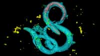 Le ver Caenorhabditis elegans en mouvement