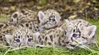 Comment peser un bébé léopard des neiges ? En attendant l'absence de maman
