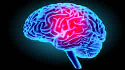 Le cerveau est l'organe du système nerveux central qui régule toutes les fonctions vitales. © gorbovoi81, Fotolia