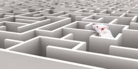La souris Algernon doit trouver la sortie de labyrinthes de plus en plus perfectionnés. © neillockhart, Adobe Stock