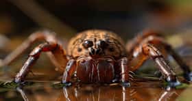 L'argyronète : une ingénieuse araignée qui tisse ses toiles sous l'eau pour y respirer ! © Aku Aku, Adobe Stock (illustration générée par IA)