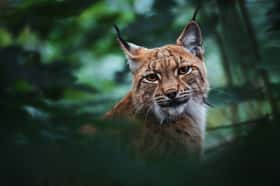 Le lynx boréal (Lynx lynx) a une très grande aire de répartition qui comprend une vaste portion de l'Eurasie. © Sangur, Adobe Stock