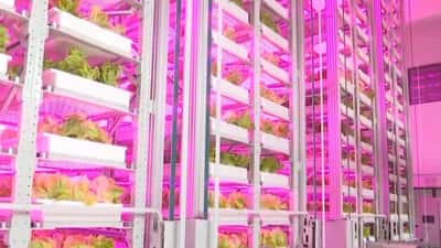 Cette nouvelle ferme en Chine parvient à faire pousser les légumes sur 20 niveaux, un record. © CMG